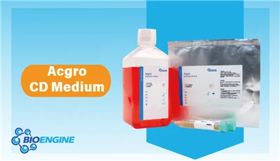 Serum-Free: The Ultimate Solution For Adherent Cell Culture