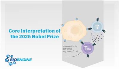 2025 Nobel Prize Core Interpretation: Deciphering The Mechanism Of Immune Sel...