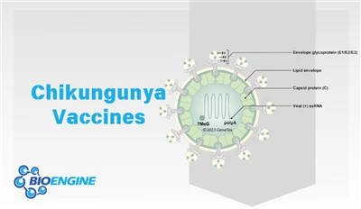 Chikungunya Vaccines: Only Two Available Worldwide, A Quick Overview Of Key I...