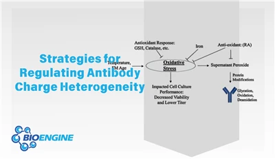 In-depth Insights | Strategies For Regulating Antibody Charge Heterogeneity: ...